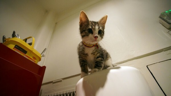Ένα χαριτωμένο γατάκι θα συντροφεύει πλέον τον Ασάνζ των Wikileaks