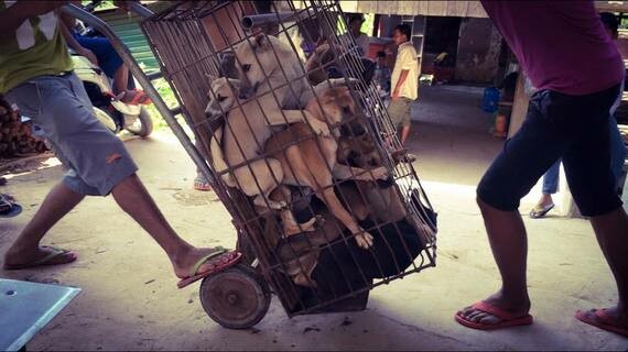 11 εκατ. υπογραφές για να σταματήσει το φεστιβάλ της σφαγής των σκύλων στο Yulin της Κίνας