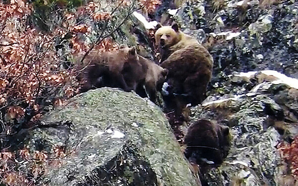 Ο ήπιος χειμώνας στα Πυρηναία έχει αποσυντονίσει τις αρκούδες και παραμένουν ξύπνιες
