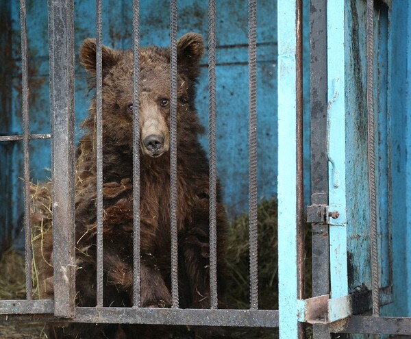 Μέσα στον πιο θλιβερό ζωολογικό κήπο του κόσμου, όπου λιοντάρια και αρκούδες πεθαίνουν από την πείνα