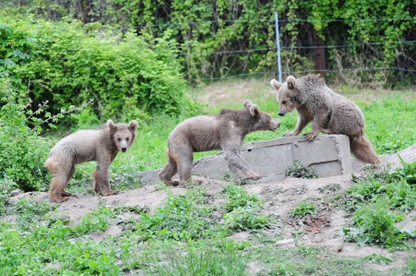 Στη φροντίδα του Αρκτούρου, λύκοι από αυστριακό ζωολογικό κήπο και αρκουδάκια από την πλημμυρισμένη Τυφλίδα