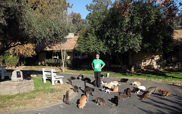 Η γυναίκα που ζει με 1.110 γάτες μέσα και έξω από το σπίτι της