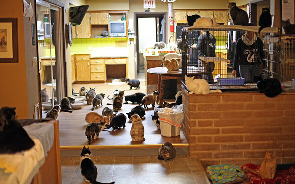 Η γυναίκα που ζει με 1.110 γάτες μέσα και έξω από το σπίτι της