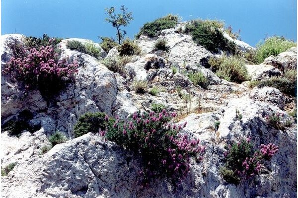 Η ανεξέλεγκτη συγκομιδή έχει βάλει σε τεράστιο κίνδυνο τα αρωματικά φυτά της Κρήτης