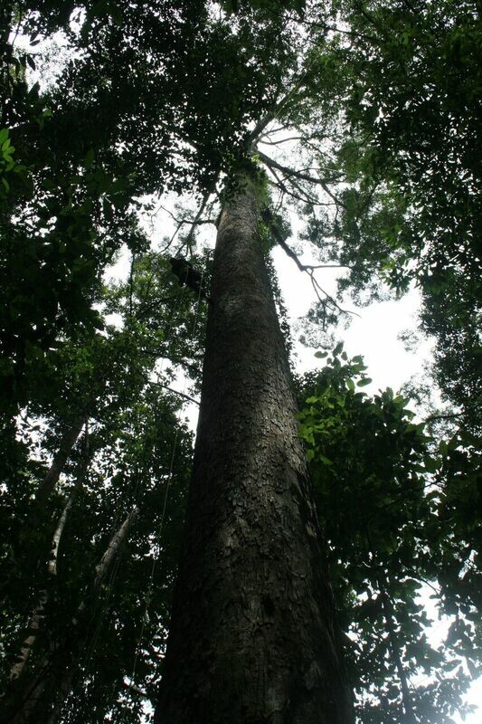 Aνακάλυψαν το ψηλότερο τροπικό δέντρο στον κόσμο