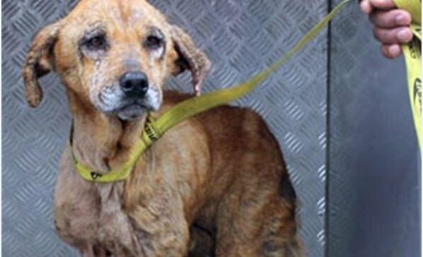Σκυλίτσα - ηρωίδα ακρωτηριάστηκε στην προσπάθεια της να προστατεύσει τους ιδιοκτήτες της από ένοπλη ληστεία