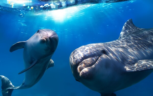 Ξέρετε ότι τα δελφίνια δεν κοιμούνται ποτέ; Και άλλες 9 πληροφορίες που ίσως δεν γνωρίζετε για το ζωικό βασίλειο