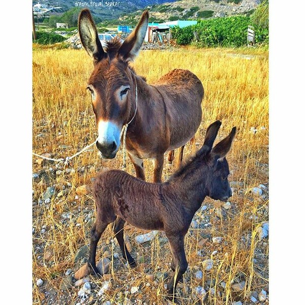 30 νέες φωτογραφίες απ' τα τέλεια ζώα των αναγνωστών μας