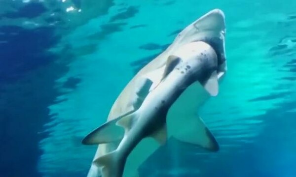 Ένας θηλυκός καρχαρίας κατασπάραξε τον αρσενικό συγκάτοικό του στο ενυδρείο και οι κάμερες κατέγραψαν το περιστατικό