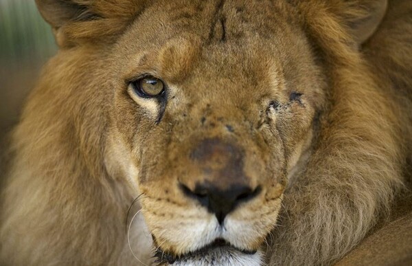 33 κακοποιημένα λιοντάρια από τσίρκο της Ν. Αμερικής επιστρέφουν στην Αφρική