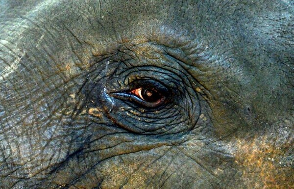 Ερωτικά πληγωμένος ελέφαντας ξέσπασε πάνω σε αυτοκίνητα