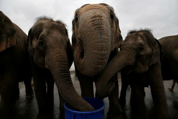 Τέλος εποχής για τους ελέφαντες του Ringling Bros- Το αμερικανικό τσίρκο τερματίζει την ατραξιόν