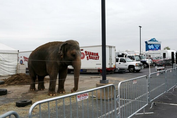 Τέλος εποχής για τους ελέφαντες του Ringling Bros- Το αμερικανικό τσίρκο τερματίζει την ατραξιόν