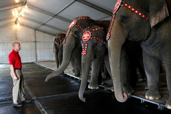 Τέλος εποχής για τους ελέφαντες του Ringling Bros- Το αμερικανικό τσίρκο τερματίζει την ατραξιόν