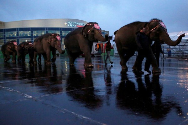 Τέλος εποχής για τους ελέφαντες του Ringling Bros- Το αμερικανικό τσίρκο τερματίζει την ατραξιόν