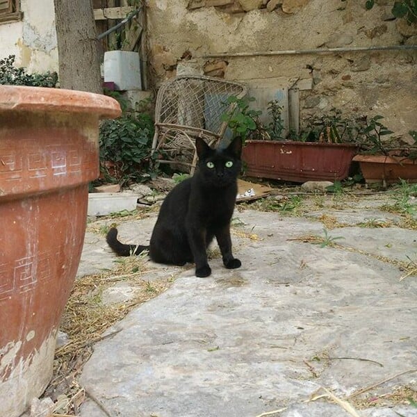 30 νέες φωτογραφίες απ' τα τέλεια ζώα των αναγνωστών μας