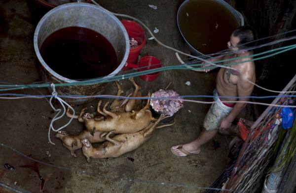 Παγκόσμια κινητοποίηση από τις φιλοζωικές για να εμποδιστεί η φετινή σφαγή των σκύλων στην Κίνα