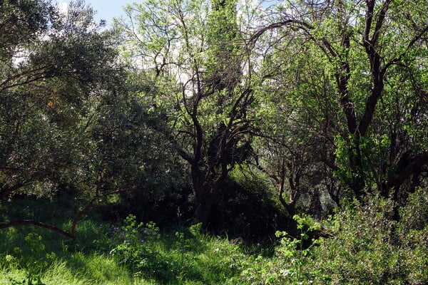 Ο μυστικός παράδεισος του Υμηττού: μια ξενάγηση