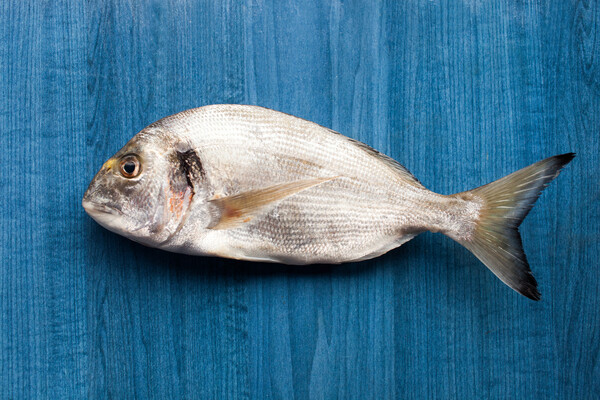 Αυτά ειναι τα κυριότερα ψάρια, όστρακα και μαλάκια των ελληνικών θαλασσών