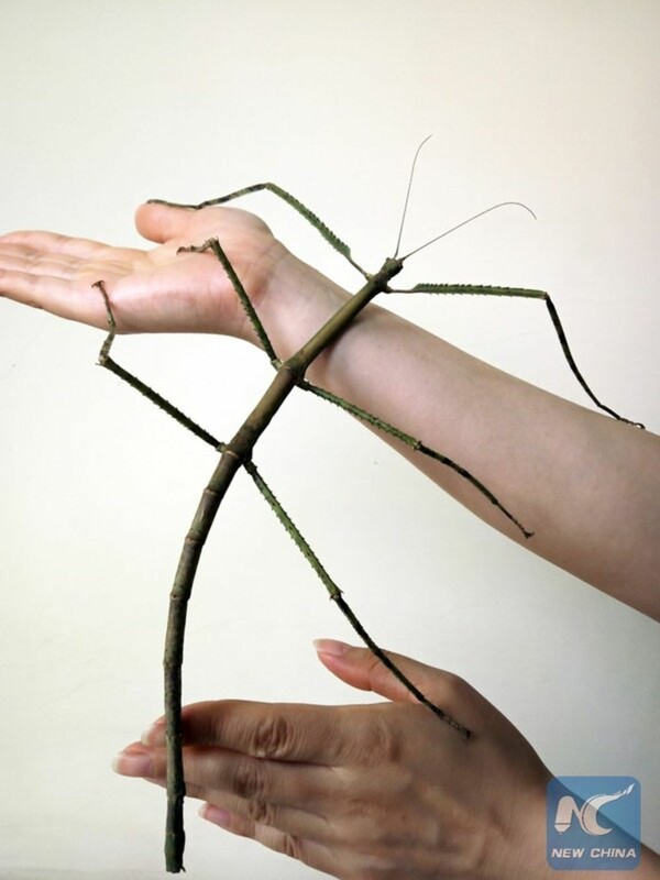 Βρέθηκε το μακρύτερο έντομο στον κόσμο και έχει μήκος πάνω από 60 εκατοστά