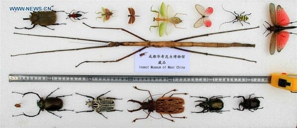 Βρέθηκε το μακρύτερο έντομο στον κόσμο και έχει μήκος πάνω από 60 εκατοστά