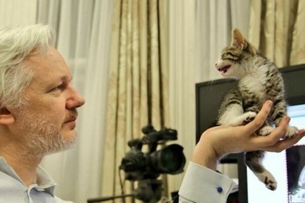 Ένα χαριτωμένο γατάκι θα συντροφεύει πλέον τον Ασάνζ των Wikileaks