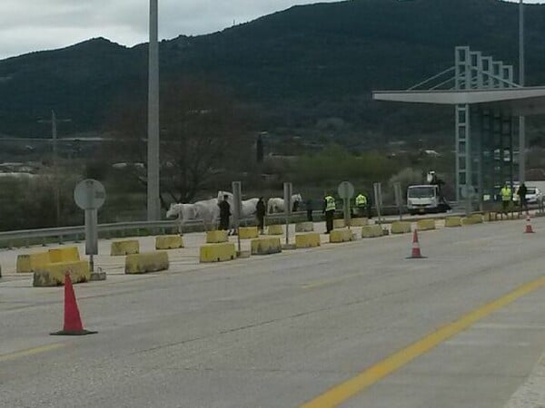 Εγνατία: Τροχαίο με νταλίκα φορτωμένη άλογα- Νεκρά πολλά από τα ζώα