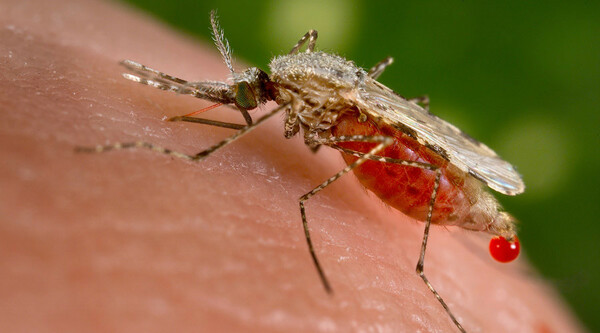 Γενετικά τροποποιημένα κουνούπια έριξε στη μάχη για τον ιό Ζίκα η Βραζιλία