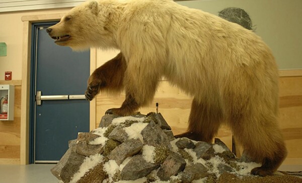 Γκρίζλι και πολικές αρκούδες έχουν αρχίσει να ζευγαρώνουν και αυτό το υβρίδιο ανησυχεί πολύ τους επιστήμονες