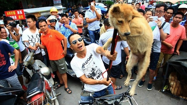 Ξεκίνησε η παγκόσμια κινητοποίηση για να εμποδιστεί η σφαγή χιλιάδων σκύλων στο πιο αμφιλεγόμενο φεστιβάλ της Κίνας