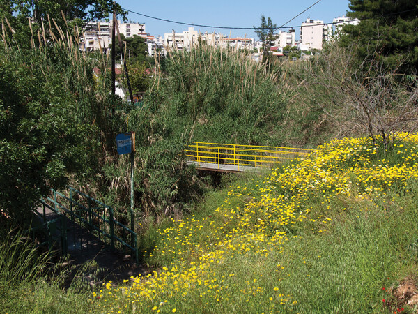 Η σημασία των ρεμάτων στις πόλεις και η περίπτωση της Πικροδάφνης