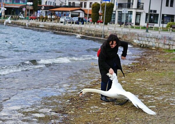 Τουρίστρια σκότωσε έναν κύκνο στην προσπάθεια να βγάλει μια selfie