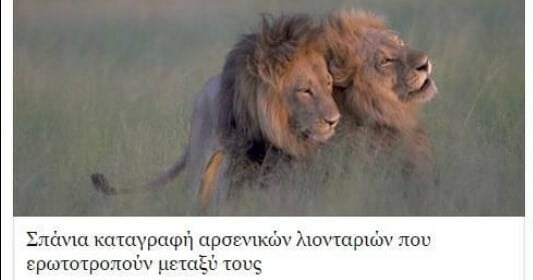 Το πιο αστείο σχόλιο στο Facebook μας για τα αρσενικά λιοντάρια που ερωτοτροπούν μεταξύ τους