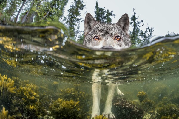 Οι 20 ωραιότερες φωτογραφίες φύσης από το National Geographic