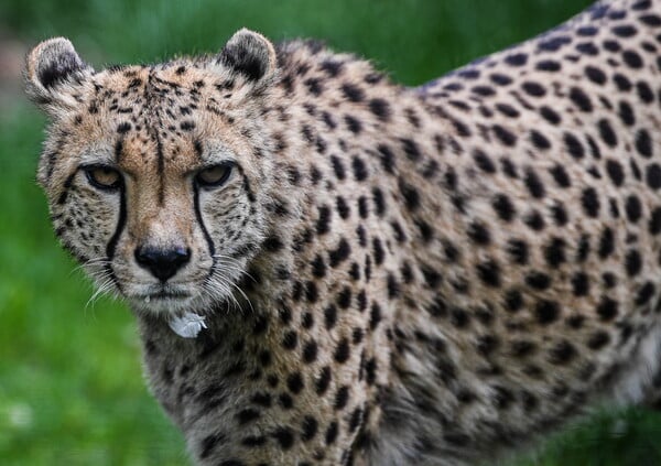 Cheetah attacks a keeper at an Ohio zoo