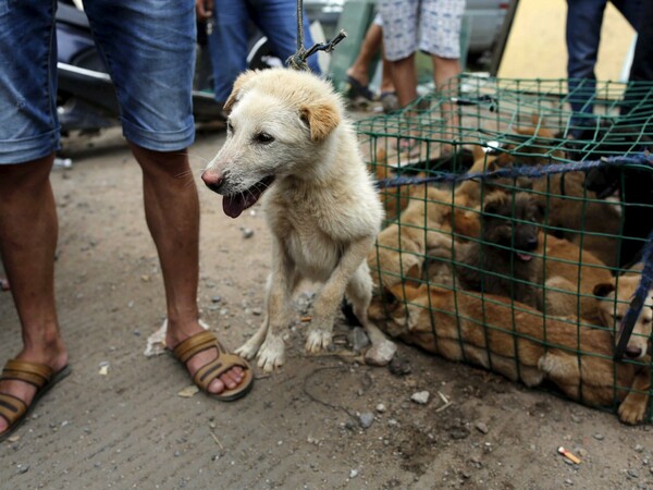 Ξεκίνησε η παγκόσμια κινητοποίηση για να εμποδιστεί η σφαγή χιλιάδων σκύλων στο πιο αμφιλεγόμενο φεστιβάλ της Κίνας