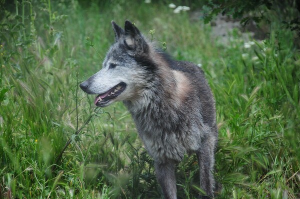 Στη φροντίδα του Αρκτούρου, λύκοι από αυστριακό ζωολογικό κήπο και αρκουδάκια από την πλημμυρισμένη Τυφλίδα