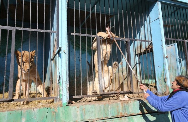 Μέσα στον πιο θλιβερό ζωολογικό κήπο του κόσμου, όπου λιοντάρια και αρκούδες πεθαίνουν από την πείνα