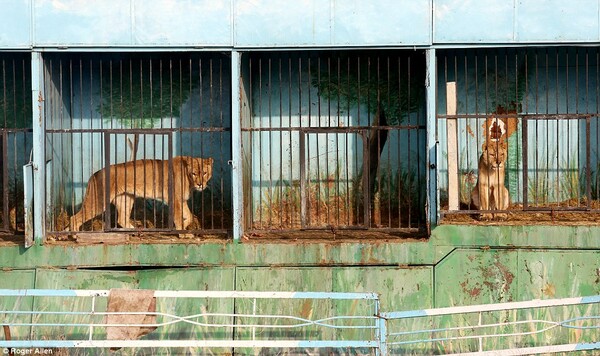 Μέσα στον πιο θλιβερό ζωολογικό κήπο του κόσμου, όπου λιοντάρια και αρκούδες πεθαίνουν από την πείνα