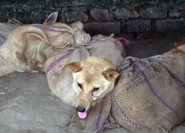 Ντοκουμέντα που σοκάρουν από τη θανάτωση σκύλων σε κρυμμένες κρεαταγορές στην Ινδία