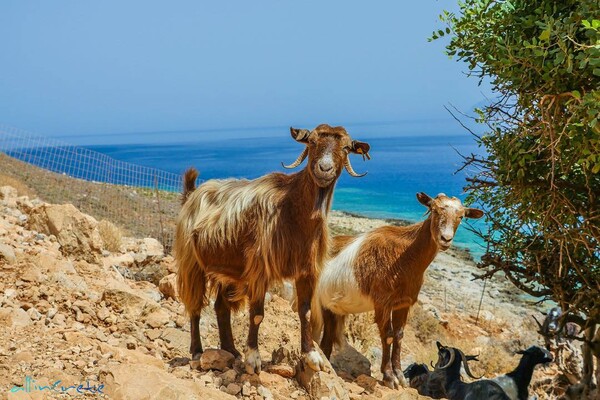 30 νέες φωτογραφίες απ' τα τέλεια ζώα των αναγνωστών μας