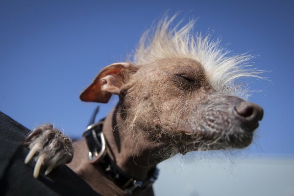 Sweepee Rambo: Ο πιο άσχημος σκύλος του κόσμου