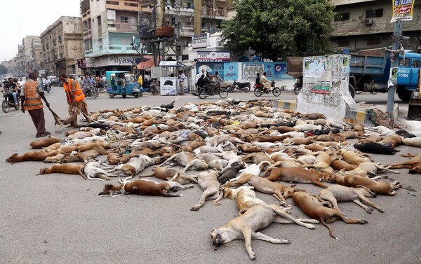 Εκατοντάδες αδέσποτα σκυλιά θανάτωσαν οι αρχές του Πακιστάν- Τα τάισαν κοτόπουλο με δηλητήριο (ΣΚΛΗΡΕΣ ΕΙΚΟΝΕΣ)