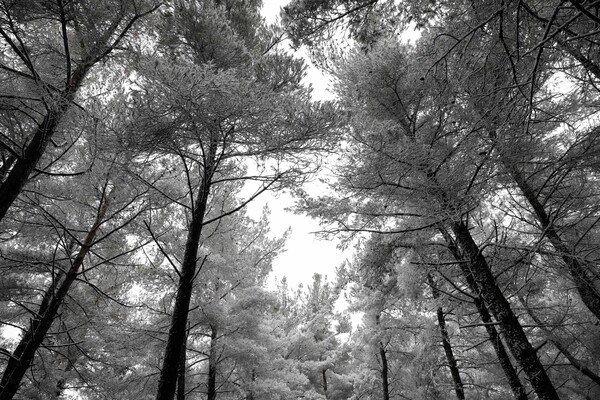 O Χορτιάτης στα λευκά - Το χιόνι ξεκίνησε από τη Θεσσαλονίκη