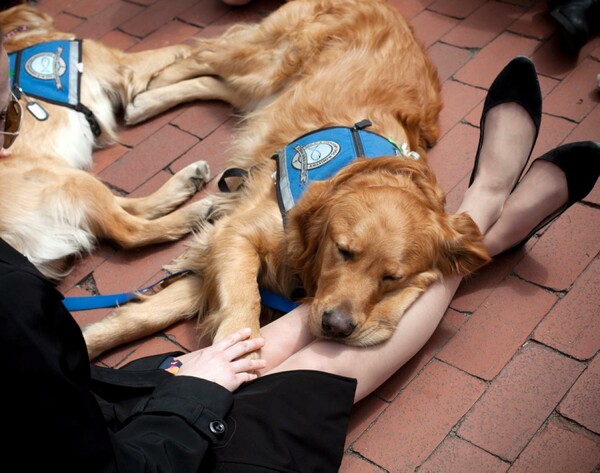 12 σκύλοι θεραπευτές ταξίδεψαν στο Ορλάντο για να ανακουφίσουν και να προσφέρουν παρηγοριά στα θύματα