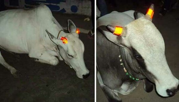 Στην Ινδία κάνουν φωσφοριζέ τα κέρατα των αγελάδων για να μειώσουν τα τροχαία δυστυχήματα τη νύχτα