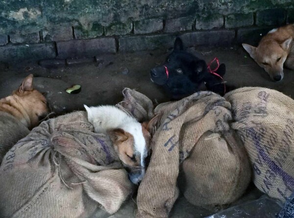 Ντοκουμέντα που σοκάρουν από τη θανάτωση σκύλων σε κρυμμένες κρεαταγορές στην Ινδία