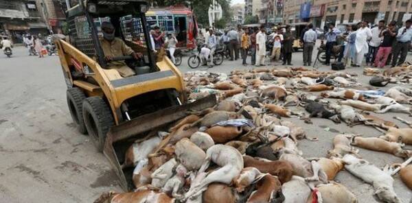 Εκατοντάδες αδέσποτα σκυλιά θανάτωσαν οι αρχές του Πακιστάν- Τα τάισαν κοτόπουλο με δηλητήριο (ΣΚΛΗΡΕΣ ΕΙΚΟΝΕΣ)