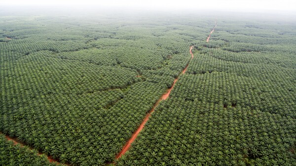 «Φλεγόμενος Παράδεισος» - Nτοκουμέντα από το οικολογικό έγκλημα μιας μόνο εταιρείας στην Ινδονησία