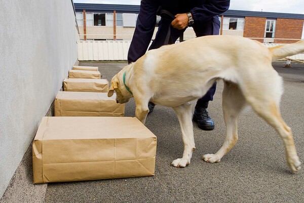 Θεσσαλονίκη: «Προσέλαβαν» σκύλους που θα ανιχνεύουν χαρτονομίσματα